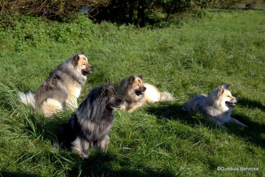 Das "Winter-Rudel": Von links: Da Qela`s BoBo, Ayko von der Peelwattau, Arnie vom Tayemoor und BoBos Tochter