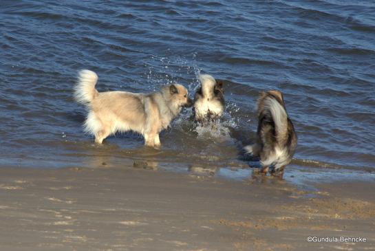 Aylana(li.), Bonny(Mitte) und Sanny(re.)