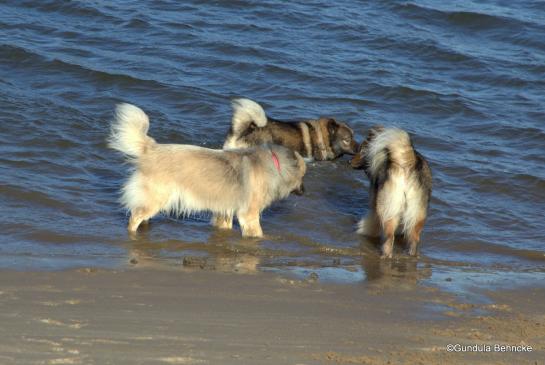 Aylana(li.), Bonny(Mitte) und Sanny(re.)