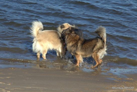 Aylana(li.), Bonny(Mitte) und Sanny(re.)