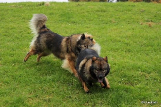 Coco-San(Sanny) von Barschlüte(hinten) und Tochter Bonny vom Bossardpfad(vorne)