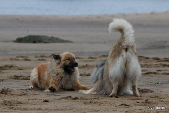 Luna(li.) und ihre Mama Aylana(re.): Woll`n wir spielen...?! Au, ja!