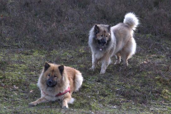 Luna(vorne) und Mama Aylana vom Kranichblick(hinten)