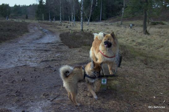 Luna(oben) und Djamila(unten)