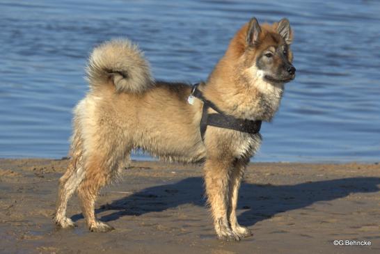 Djamila vom Sahlenburger Strand