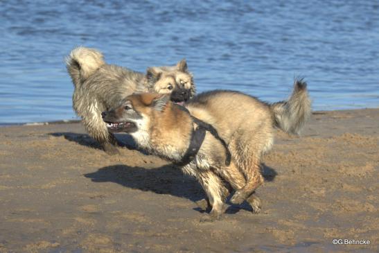 Djamila(vorne) und Buffy vom Besenhorst(hinten)