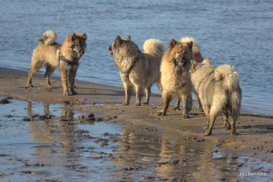 von links: Djamila, Belana,Djamilas Oma Luna und Belanas Tochter Buffy