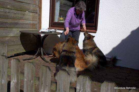 Papa Buddy´s Frauchen füttert Bonny, Buddy und Sanny