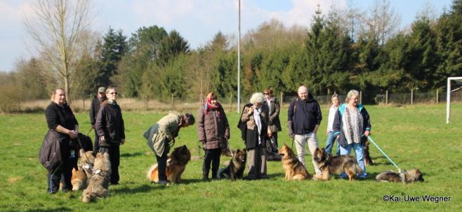 B-Besenhorst und B-Bossardpfad mit Papa Buddy u. Mama Belana u. Mama Sanny – v.li.: Buffy vom Besenhorst, Belana vun Norderdiek, Buddy v. d. Wettloopsheide, Bonny u. Billie-Bijou v. Bossardpfad, Mama Coco-San(Sanny) v. Barschlüte u. Blikki v. Bossardpfad