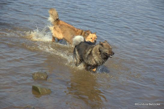 Billie-Bijou(hinten) und Bonny(vorne)