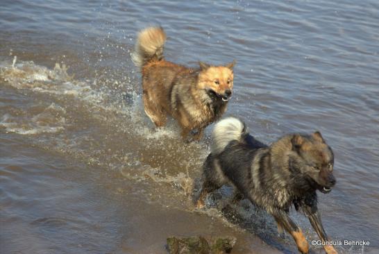 Billie-Bijou(hinten) und Bonny(vorne)