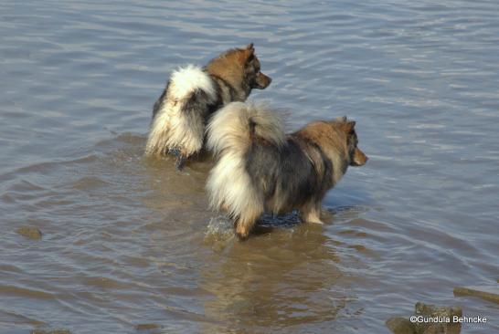 Sanny(vorne) und Tochter Bonny(hinten)