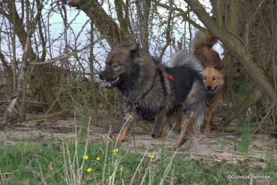 Bonny(vorne) und Billie-Bijou(hinten)