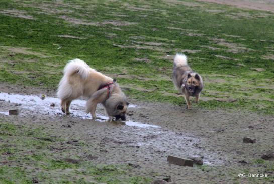 Buffy vom Besenhorst(vorne) und ihre Mama Belana vun Norderdiek