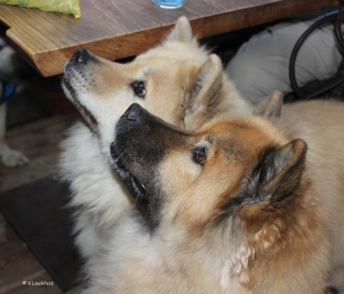 Aileen(Luna) und Aika(hinten)