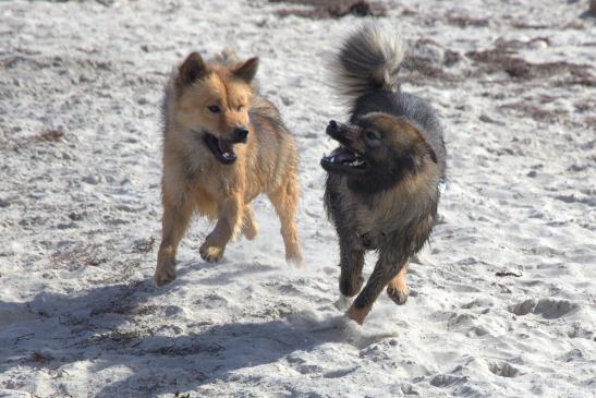 Billie-Bijou(li.) und Bonny(re.) vom Bossardpfad