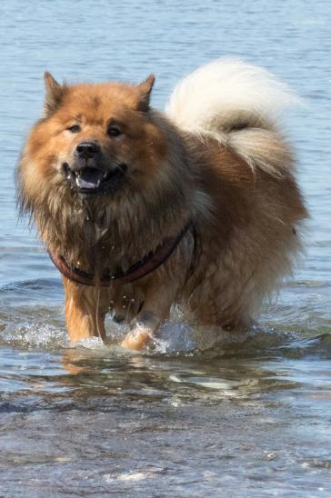 Buddy von der Wettloopsheide