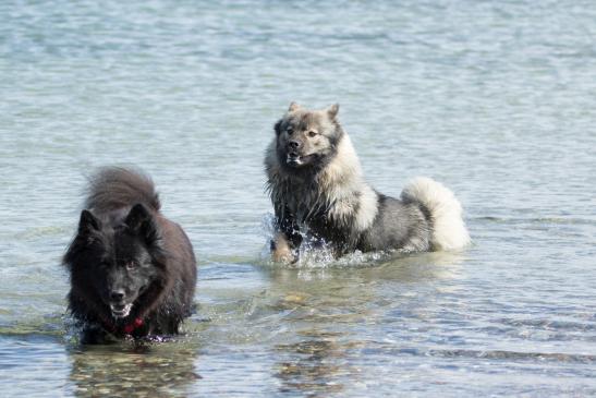 Blikki vom Bossardpfad(re.) und Isabella(Bella) vom Lachsbach(li.)