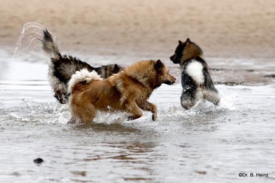 Billie, Bonny und Sanny