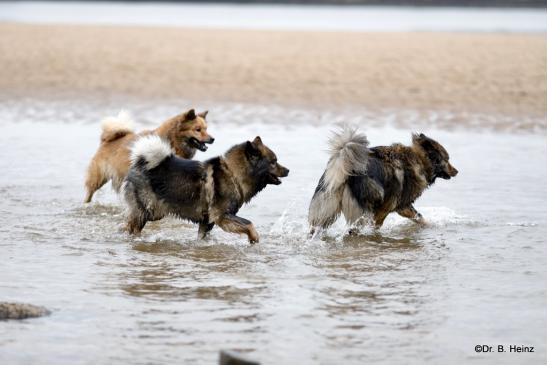 Billie, Bonny und Sanny