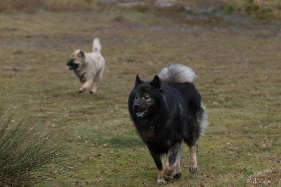 Beppo vom Ulzburger Wall(vorne) und Buffy(hinten)