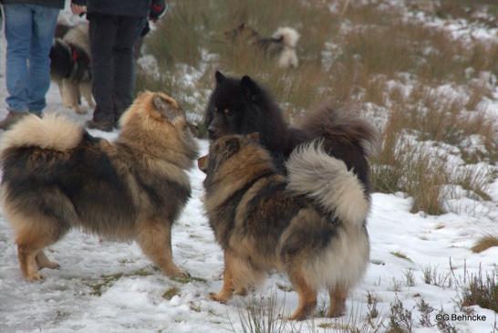 Kaitow vom Braulshof(li.), Sanny(vorne) und Angelo-Matti vom Chiemseeblick(hinten-re.)