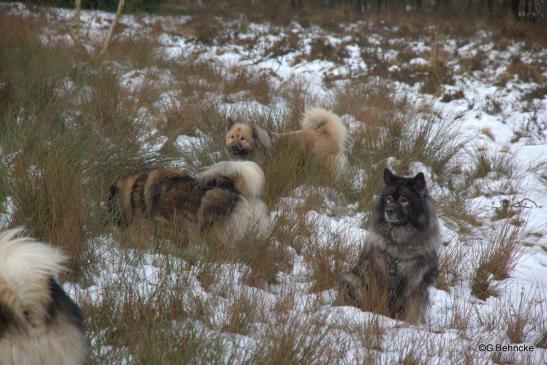 Aylana(hinten) und Aika von der Wettloopsheide(re.-vorne)