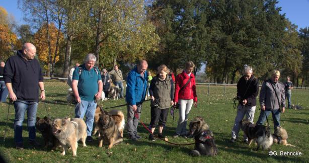 v.li.: Bonny vom Bossardpfad, Aylana vom Kranichblick, Coco-San(Sanny) von Barschlüte, Aluna vom Bossardpfad, Janne vom Lachsbach, Belinda vom Zingster Strand(dahinter), Blikki vom Bossardpfad, Buffy vom Besenhorst