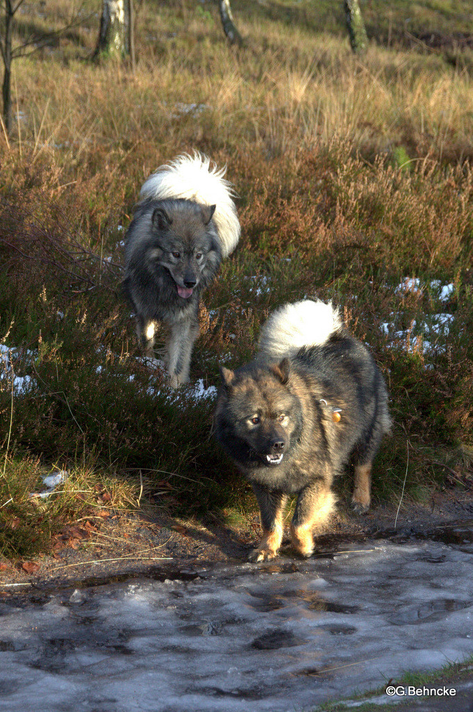 Eskia(hinten) und Cousine Bonny(vorne)