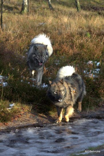 Eskia(hinten) und Cousine Bonny(vorne)