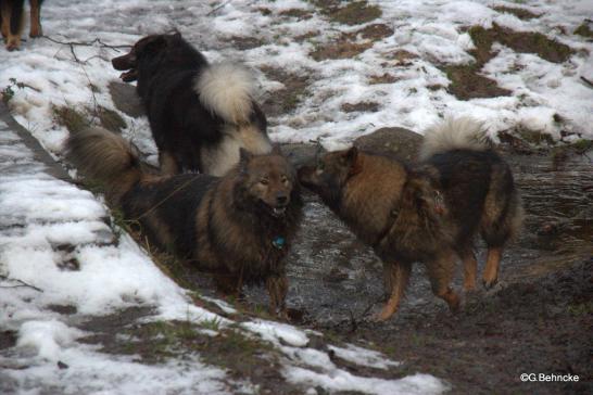 Vorne: Sanny(li.) und Tochter Bonny(re.), hinten: Beppo vom Ulzburger Wall