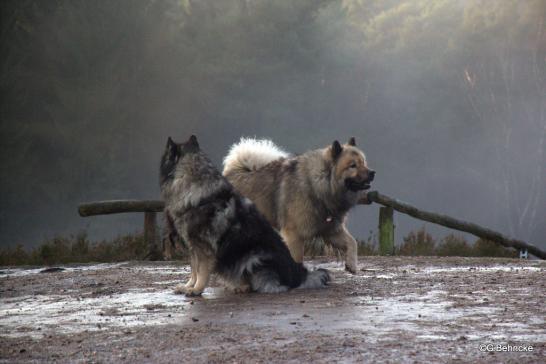 Aika von der Wettloopsheide(vorne) und Da Qela´ BoBo(hinten)