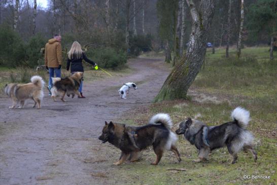 Im Vordergrund: Bonny(li.) und Schwester Blikki(re.) vom Bossardpfad 