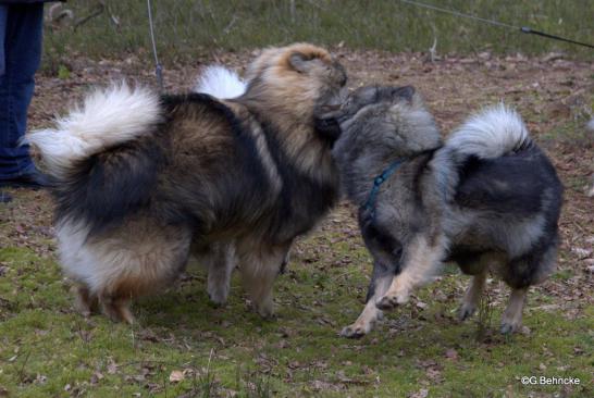 Kaitow vom Braulshof(li.) und Blikki(re.)