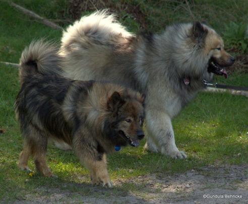 Coco-San(Sanny) von Barschlüte(vorne) und BoBo(hinten)