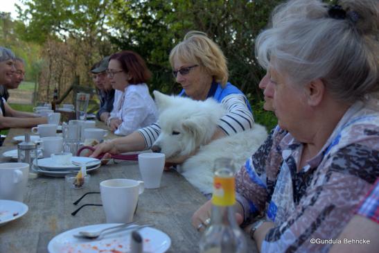 Samojedenhündin Hope an der Kaffeetafel 