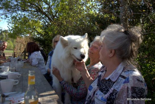 Samojedenhündin Hope an der Kaffeetafel