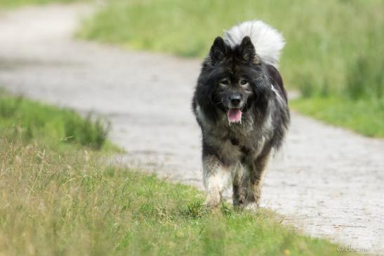 Aika von der Wettloopsheide