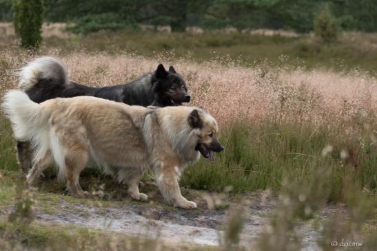 Beppo vom Ulzburger Wall(hinten) und Aylana vom Kranichblick