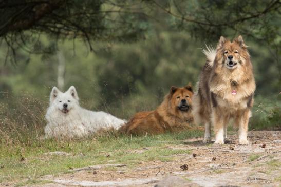 V.li.: Samojedenhündin Hope, Chow-Chow-Hündin Sina und Eurasierhündin Franka von der Saline