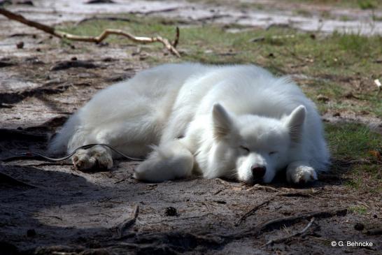 Samojedenhündin Hope