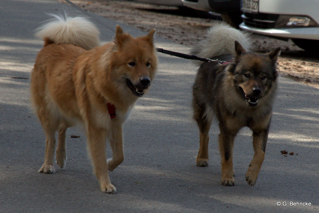 Hannetonne vom Lerchenberg(li.) und Betty vom Bossardpfad