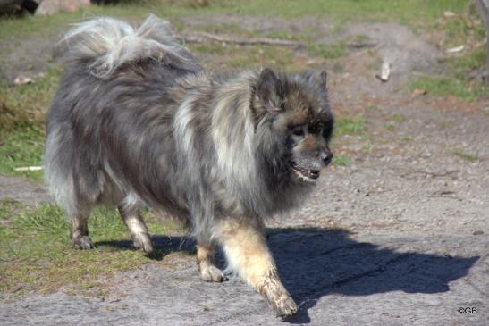 Aika von der Wettloopsheide( fast 14 Jahre alt)