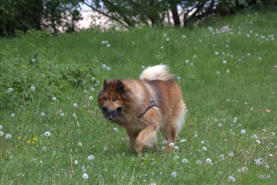 Buddy von der Wettloopsheide(Bonnys Papa, 12 Jahre alt)