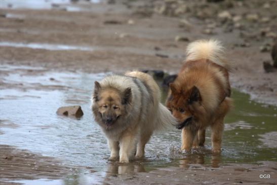 Rentner unter sich: Aylana vom Kranichblick(fast 14 jahre alt, li.) und Buddy von der Wettloopheide(12 Jahre alt)