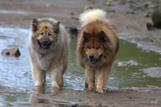 Rentner unter sich: Aylana vom Kranichblick(fast 14 jahre alt, li.) und Buddy von der Wettloopheide(12 Jahre alt)