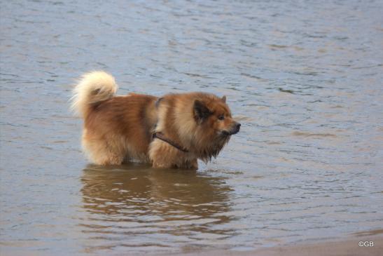 Buddy von der Wettloopsheide(Bonnys Papa, 12 Jahre alt)