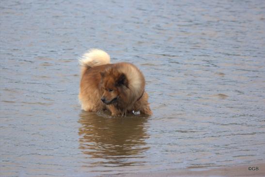 Buddy von der Wettloopsheide(Bonnys Papa, 12 Jahre alt)