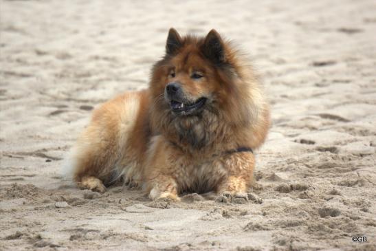 Buddy von der Wettloopsheide(Bonnys Papa, 12 Jahre alt)