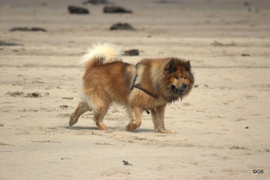 Buddy von der Wettloopsheide(Bonnys Papa, 12 Jahre alt)